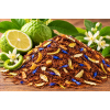 Rooibos Bergamote – Sachet 100g