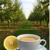 Thé vert citron abricot