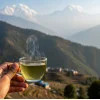 Thé rare 1st Flush Jun Chiyabari - Thé Oolong
