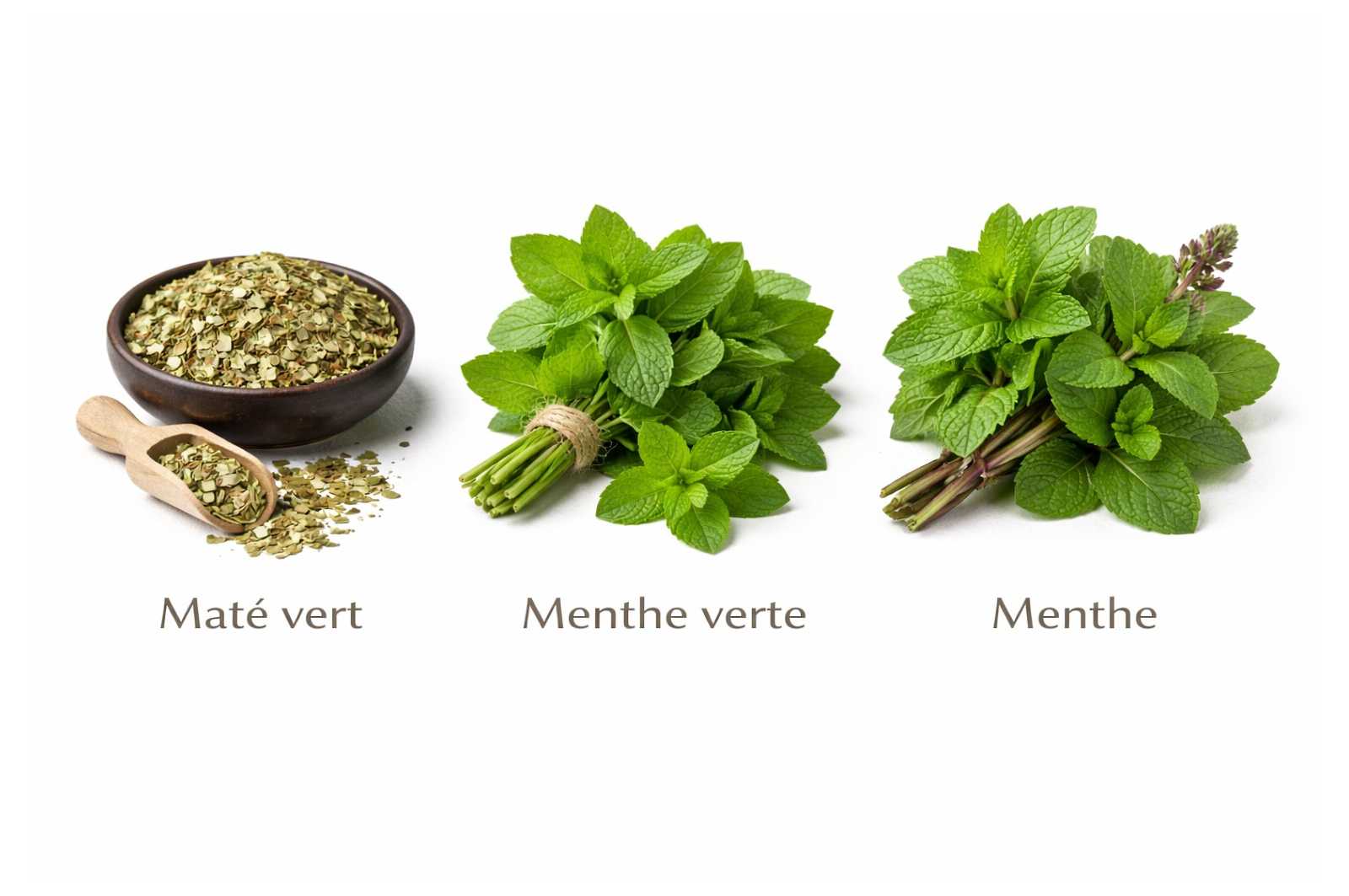 Le Maté Menthe - Le Maté Menthe comme vous ne l’avez jamais goûté